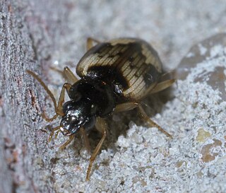 <span class="mw-page-title-main">Cyclosomini</span> Tribe of beetles