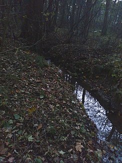 Teufelsbach in Radauer Holz