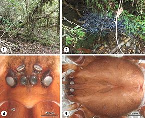 Popis obrázku Thaida chepu samec, stanoviště a prosoma morphology.jpg.