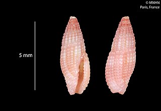 <i>Thala ruggeriae</i> Species of gastropod