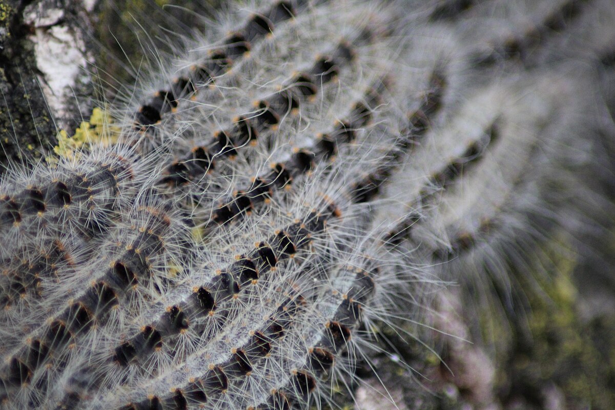 The oak processionary (OPM) (Thaumetopoea processionea) is a moth whose caterpillars can be found in oak forests, where they feed on oak leaves, causi