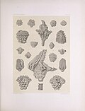 Miniatuur voor Bestand:The North American Crinoidea camerata (PLATE LV) (7401856412).jpg