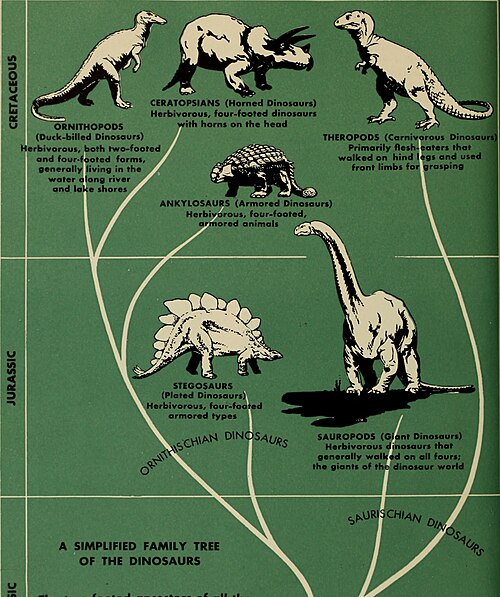 A dinosaur family tree from Colbert's The Dinosaur Book: The Ruling Reptiles and their Relatives (1945).