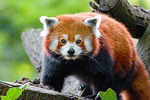 The red panda (Ailurus fulgens) 1.jpg