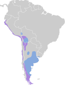 Thinocorus rumicivorus map.svg