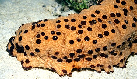 Sea cucumbers are usually scavengers which feed on the debris on the sea floor Three-Rowed Sea Cucumber.jpg