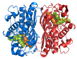 Thymidylate synthase