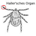 Tick (PSF) Hallersches Organ Ort.png