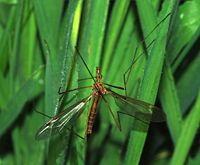 Female Tipula cf. paludosa (Tipulidae) Crane-fly