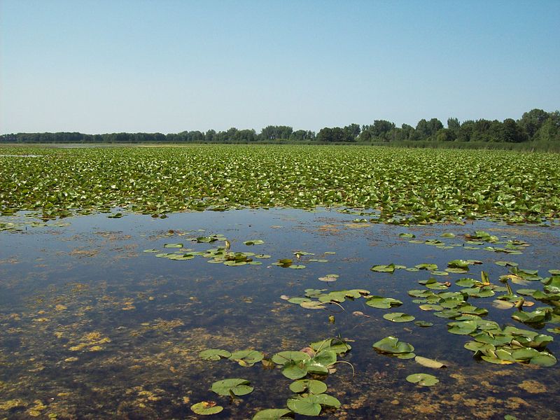 File:Tobico Marsh.jpg