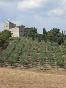 TodiCastle zaitun trees.jpg