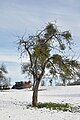 Tree in the snow in Tohogne (Durbuy)