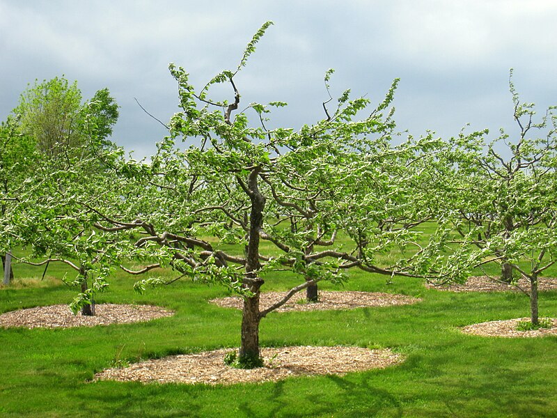 File:Tower Hill Botanic Garden - orchard.jpg