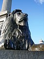 Jeden z lvů na Trafalgarském náměstí, 1866