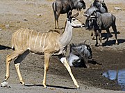   ♀ Tragelaphus strepsiceros