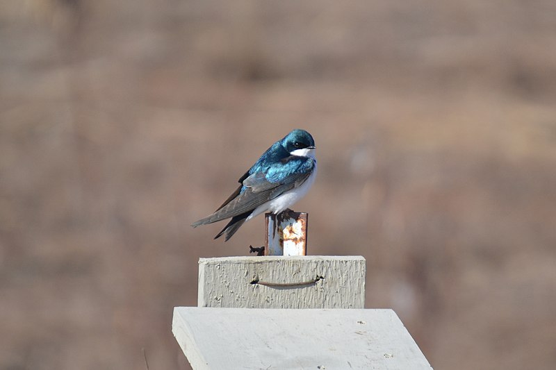 File:Tree Swallow (Tachycineta bicolor) (13518251884).jpg