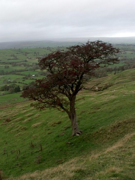 File:Tree beside the Wassett Fell Road. - geograph.org.uk - 279120.jpg