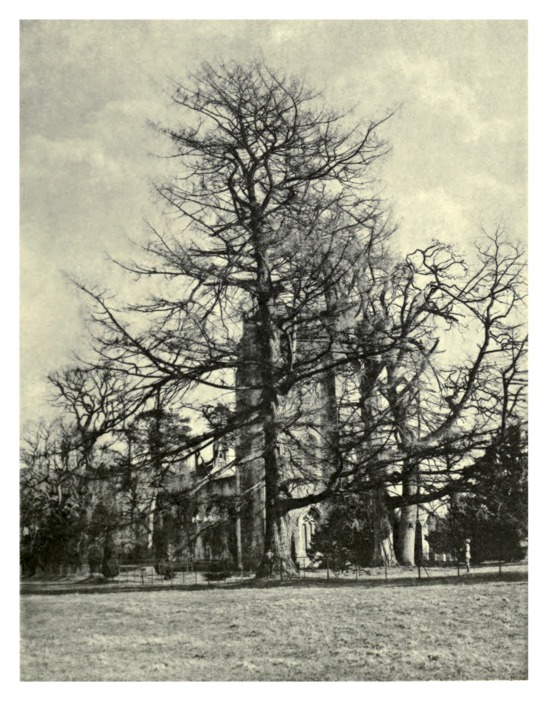 Plate 103: Mother Larch at Dunkeld