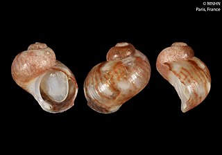 <i>Tricolia tingitana</i> Species of gastropod