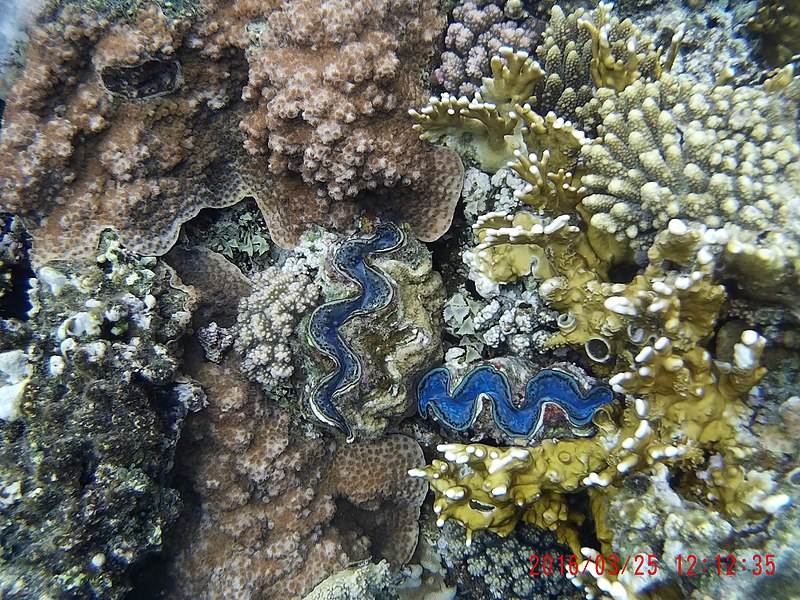 File:Tridacna .jpg