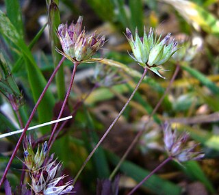 <i>Trifolium oliganthum</i> Species of legume