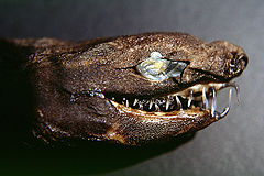 Description de l'image Trigonognathus kabeyai head 1.jpg.