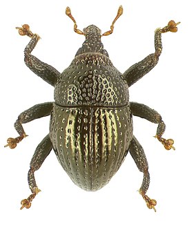 Trigonopterus aeneipennis