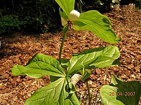 Описание изображения Trillium rugeli 1.jpg.