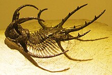 Trilobita-Ceratarges-қазба қалдықтары .jpg