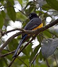 Miniatura para Trogon melanocephalus