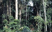 Tropical rainforest near Konimbo, Liberia, 1968 Tropical rainforest near Konimbo, Liberia (West Africa) 1968 (614744484).jpg