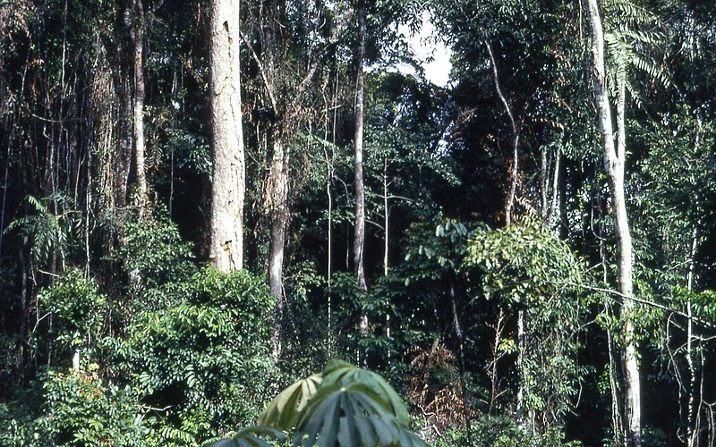 https://upload.wikimedia.org/wikipedia/commons/thumb/d/d3/Tropical_rainforest_near_Konimbo%2C_Liberia_%28West_Africa%29_1968_%28614744484%29.jpg/800px-Tropical_rainforest_near_Konimbo%2C_Liberia_%28West_Africa%29_1968_%28614744484%29.jpg