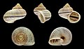* Nomination Shel of a Madagascan land snail, Tropidophora tricarinata consanguinea --Llez 04:38, 6 May 2019 (UTC) * Promotion  Support Good quality. --Manfred Kuzel 04:52, 6 May 2019 (UTC)