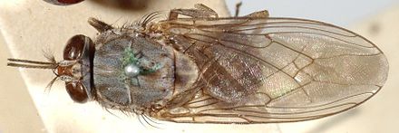 Tsetse flies fold their wings on top of each other when resting.