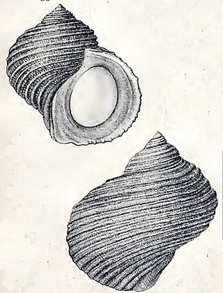 <i>Turbo artensis</i> Species of gastropod