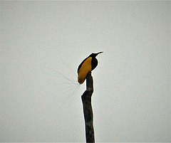 Twelve-wired Bird of Paradise. Seleucidis melanoleucus (48815184876).jpg
