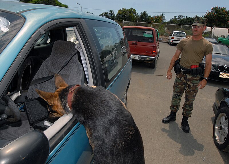 File:US Navy 070329-N-4965F-004 Military working dog, Arpi, a 5-year-old German Shepherd, locates hidden explosives inside of a car during a training.jpg