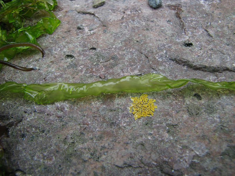 File:Ulva intestinalis-f.jpg