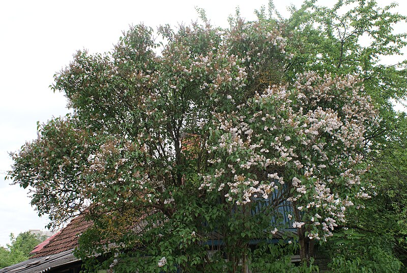 File:Unidentified Syringa in Minsk 16.JPG