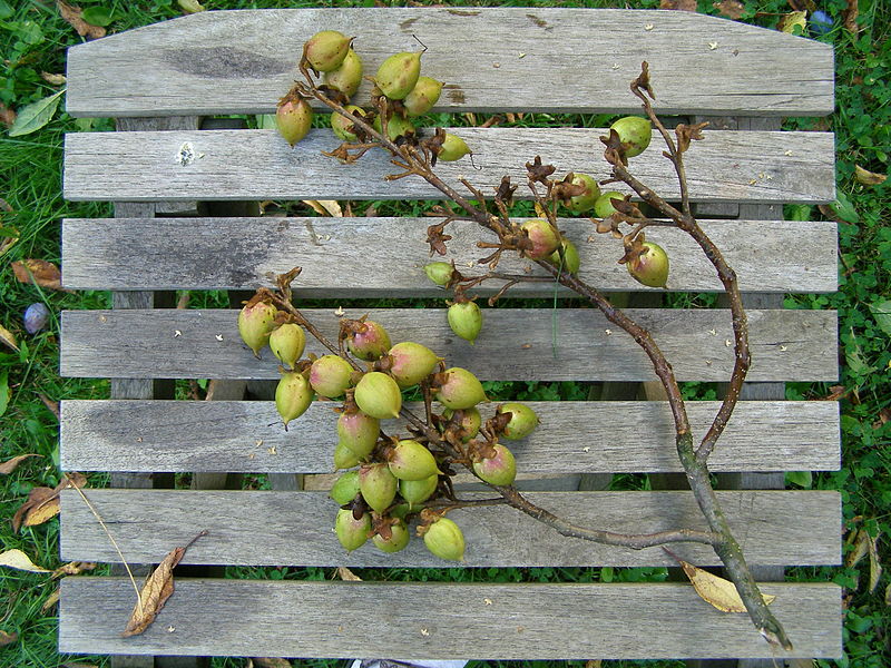 File:Unidentified fruits of a tree.jpg