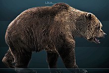 Photographie en couleurs sur fond noir représentant un ours des cavernes vu de profil, sa gueule entrouverte et ses pattes en mouvement.