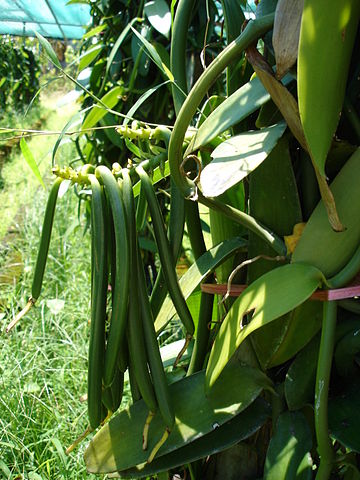 Vanille-orchidee (Vanilla planifolia): detail vruchten.