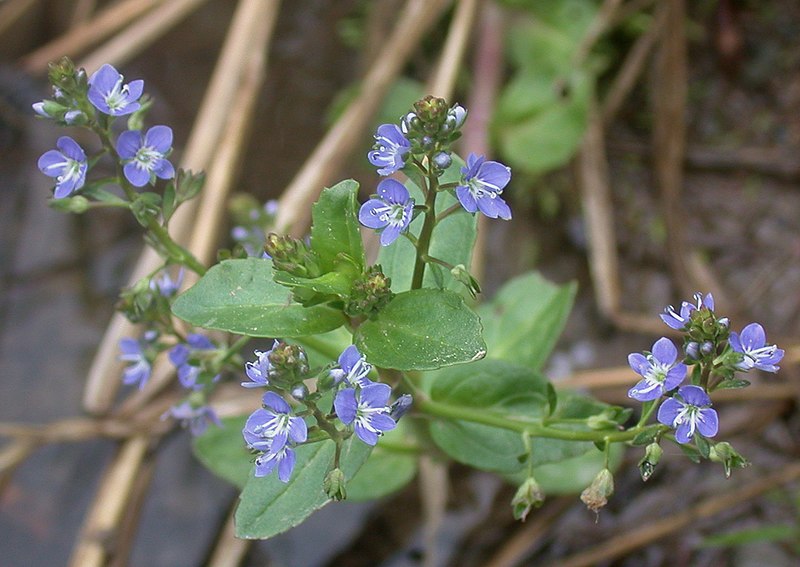 File:Veronica anagallis-aquatica 15-p.bot-vero.an.aqua-2.jpg