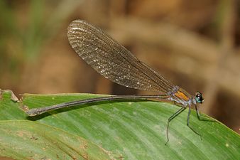 Vestalis submontana, female