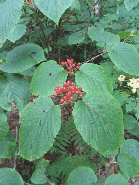 File:Viburnum lantanoides (21011835510).gif