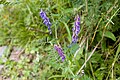 クサフジ Vicia cracca