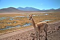 Vicuña Atacama, Chile.jpg