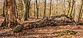 * Nomination Vierhouterbos (Staatsbosbeheer). Natural forest near Vierhouten. --Agnes Monkelbaan 04:29, 3 April 2023 (UTC) * Promotion  Support Good quality. --Halavar 16:15, 3 April 2023 (UTC)