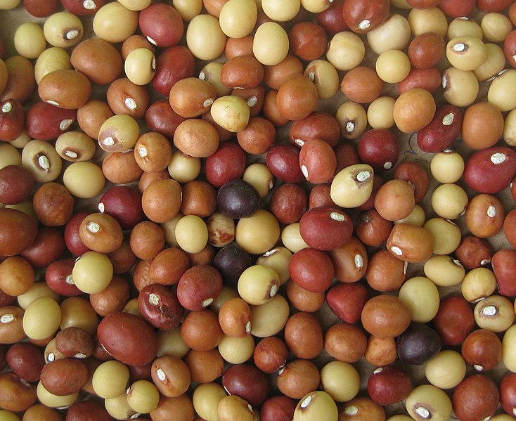 File:Vigna subterranea (4350578751).jpg