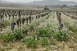 Vigne blanche avec Diplotaxis erucoides (Vendémian, Hérault)